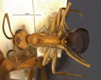 Media type: image;   Entomology 9210 Aspect: habitus dorsal view
